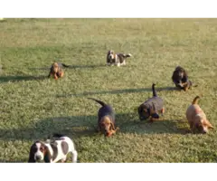 9 Basset Hound puppies for sale - 5