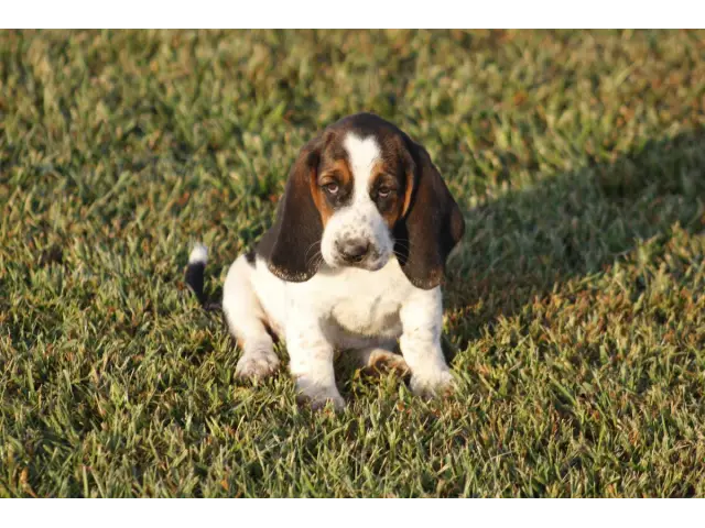 9 Basset Hound puppies for sale - 6/8