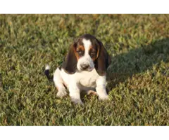 9 Basset Hound puppies for sale - 6