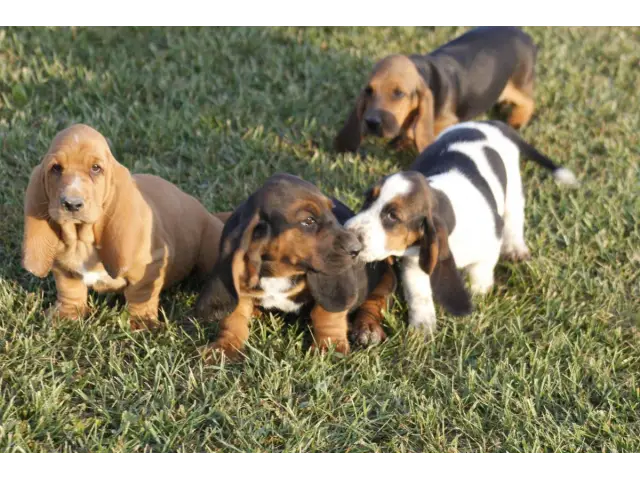 9 Basset Hound puppies for sale - 7/8