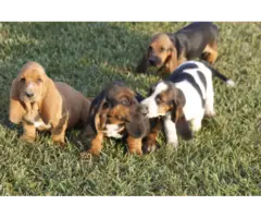 9 Basset Hound puppies for sale - 7