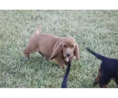 9 Basset Hound puppies for sale - 8