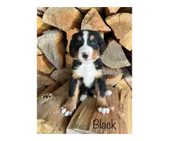 7 Bernese Mountain Dog Puppies for Sale