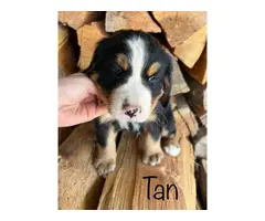 7 Bernese Mountain Dog Puppies for Sale - 2