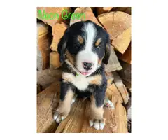 7 Bernese Mountain Dog Puppies for Sale - 3