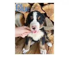 7 Bernese Mountain Dog Puppies for Sale - 4