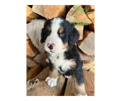 7 Bernese Mountain Dog Puppies for Sale - 5