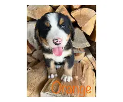 7 Bernese Mountain Dog Puppies for Sale - 6