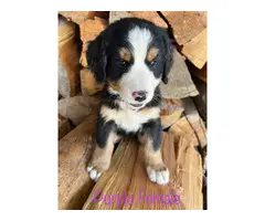 7 Bernese Mountain Dog Puppies for Sale - 7