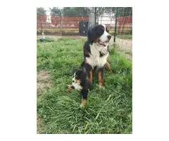 7 Bernese Mountain Dog Puppies for Sale - 8