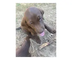 Chocolate lab puppy for sale
