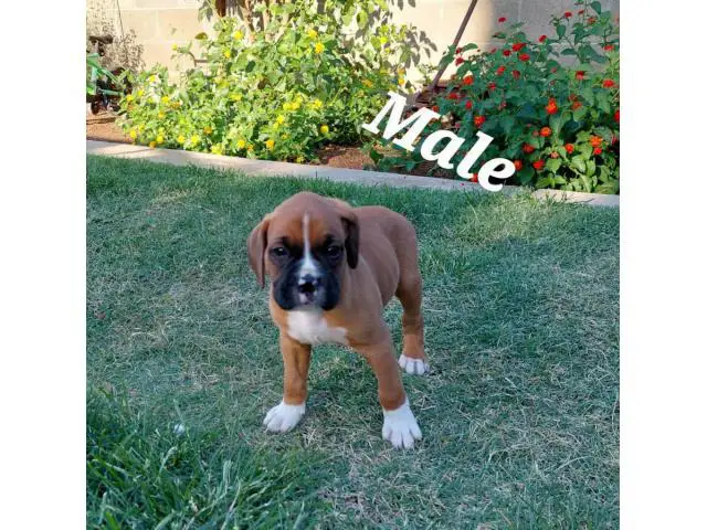 4 Boxer puppies ready for a new home - 1/4