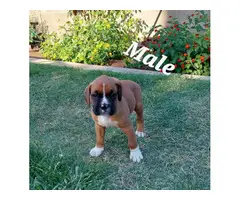 4 Boxer puppies ready for a new home