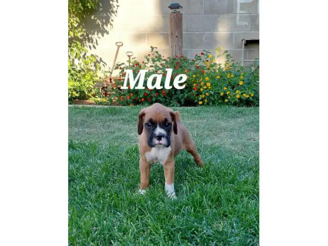 4 Boxer puppies ready for a new home - 2/4