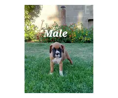 4 Boxer puppies ready for a new home - 2