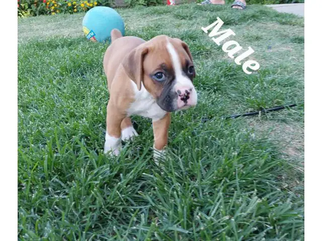 4 Boxer puppies ready for a new home - 3/4