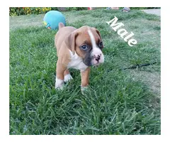 4 Boxer puppies ready for a new home - 3