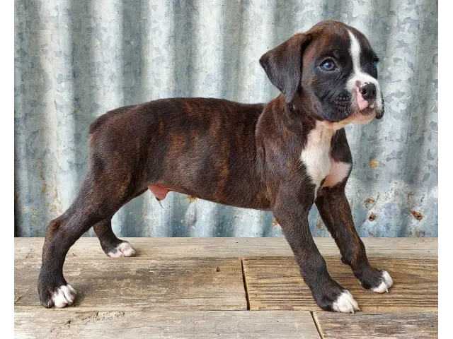10 weeks old AKC Boxer Puppies for Sale - 1/12