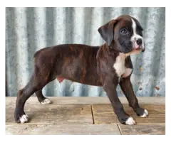 10 weeks old AKC Boxer Puppies for Sale - 1