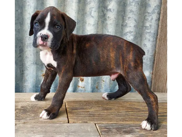 10 weeks old AKC Boxer Puppies for Sale - 2/12