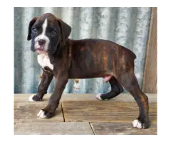 10 weeks old AKC Boxer Puppies for Sale - 2