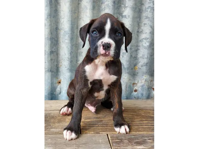 10 weeks old AKC Boxer Puppies for Sale - 3/12