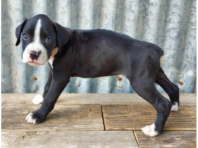 10 weeks old AKC Boxer Puppies for Sale - 4/12