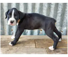 10 weeks old AKC Boxer Puppies for Sale - 4
