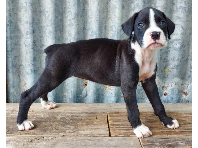 10 weeks old AKC Boxer Puppies for Sale - 5/12
