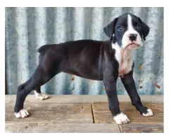 10 weeks old AKC Boxer Puppies for Sale - 5