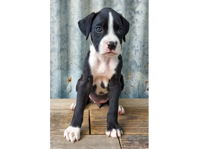 10 weeks old AKC Boxer Puppies for Sale - 6/12