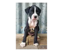 10 weeks old AKC Boxer Puppies for Sale - 6