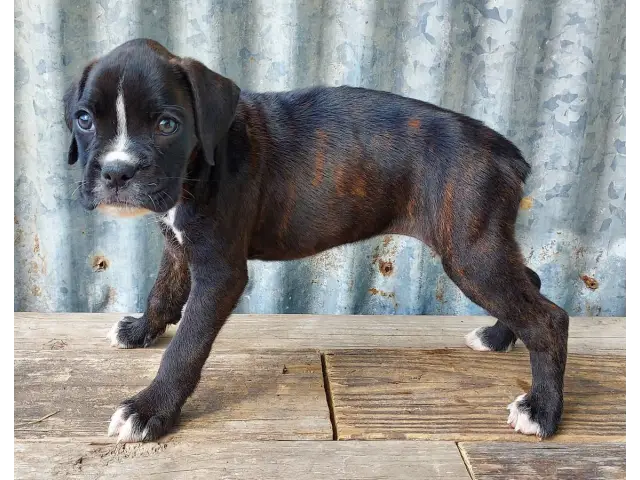 10 weeks old AKC Boxer Puppies for Sale - 7/12