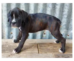 10 weeks old AKC Boxer Puppies for Sale - 7