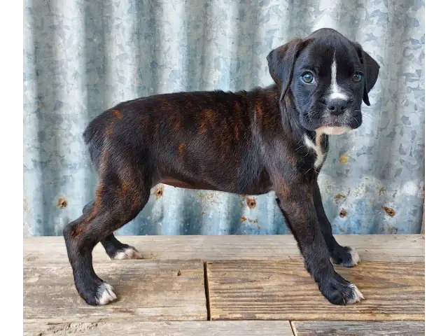 10 weeks old AKC Boxer Puppies for Sale - 8/12