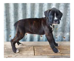 10 weeks old AKC Boxer Puppies for Sale - 8