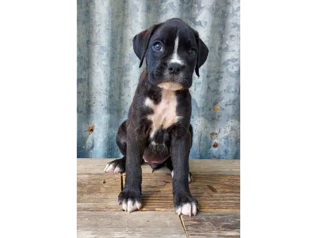 10 weeks old AKC Boxer Puppies for Sale - 9/12