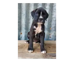 10 weeks old AKC Boxer Puppies for Sale - 9