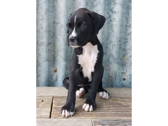10 weeks old AKC Boxer Puppies for Sale - 11/12