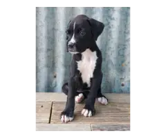 10 weeks old AKC Boxer Puppies for Sale - 11