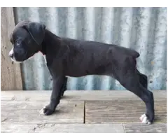 10 weeks old AKC Boxer Puppies for Sale - 12