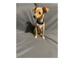 2 month old cute chihuahua puppy for sale - 1