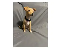 2 month old cute chihuahua puppy for sale - 3