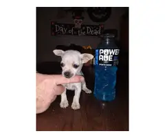 3 Teacup Chihuahua Puppies for Sale - 2