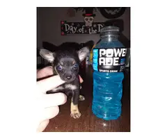 3 Teacup Chihuahua Puppies for Sale - 3