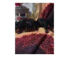 Purebred Yorkshire Terrier Puppies for Sale - 3
