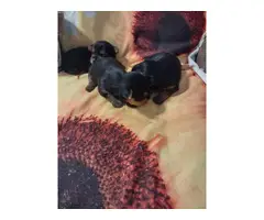Purebred Yorkshire Terrier Puppies for Sale - 5
