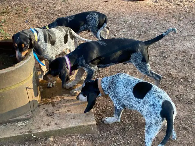 4 Full-blooded blue English coonhound puppies for sale - 1/7