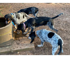 4 Full-blooded blue English coonhound puppies for sale