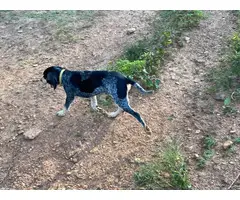 4 Full-blooded blue English coonhound puppies for sale - 2